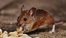 24 Hour & Emergency Exterminators in N Windham, ME